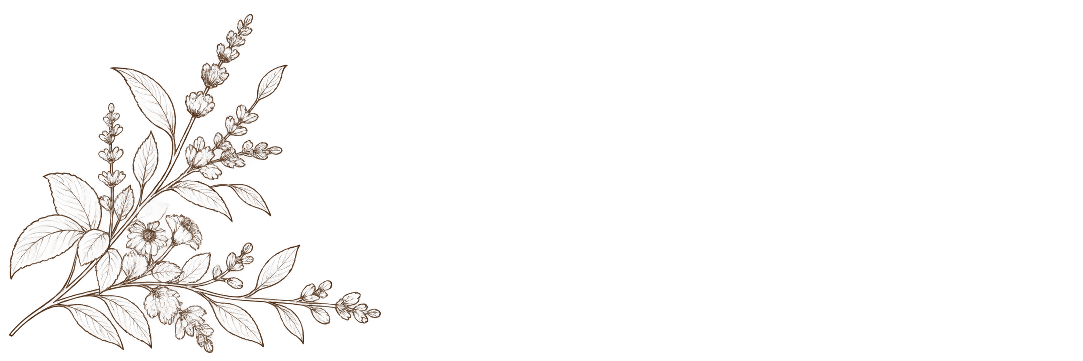 ハーブの線画
